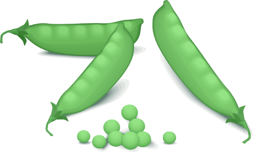 Zelený hrášek vektorový obrázek