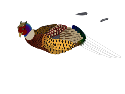 Vector clip art of unfinished pheasant