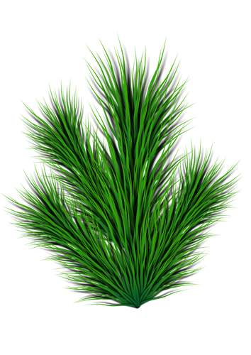 Imagen de vector de rama de pino