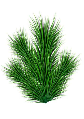 Pine branch vector image