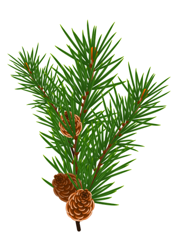 Pine branch