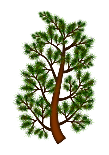 Branche d’arbre de pin