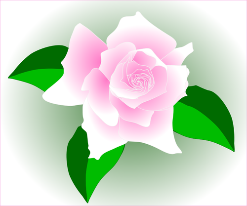 Pink rose in a frame