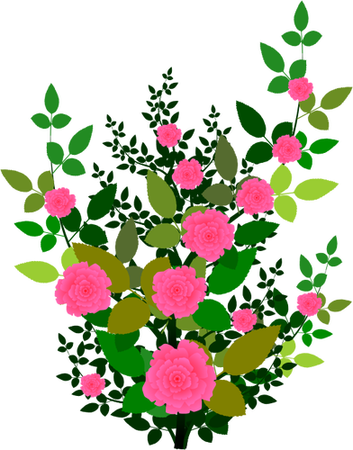 Rosa rosor vektor grafik