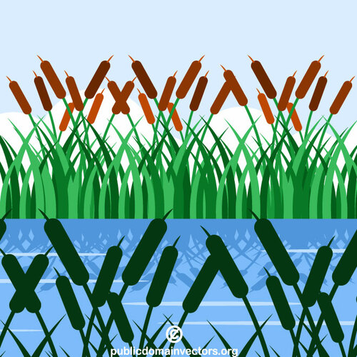 Plantas de Bulrush