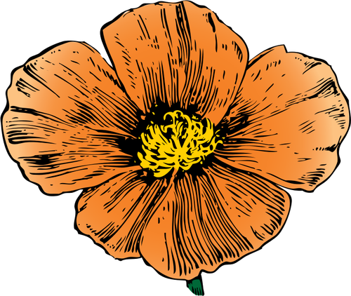 California Poppy vektor image