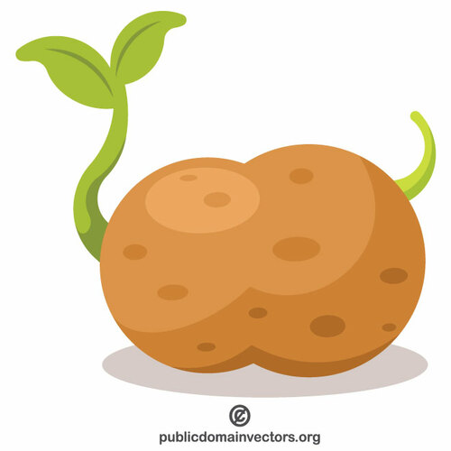 Patates sebze