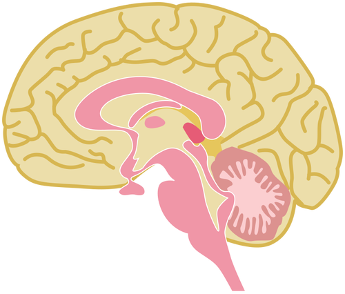 Cérebro humano de desenho