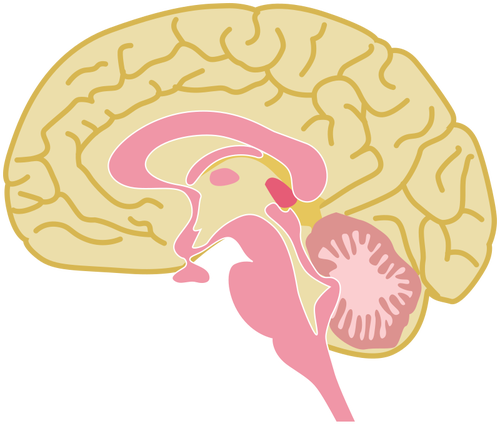 Human brain drawing