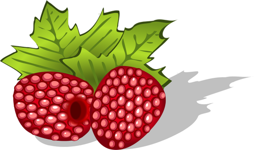 Raspberries vector image