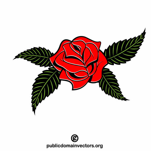 Roślina kwiatu róży czerwonej