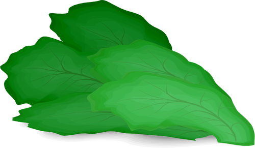 Frunze de salata verde