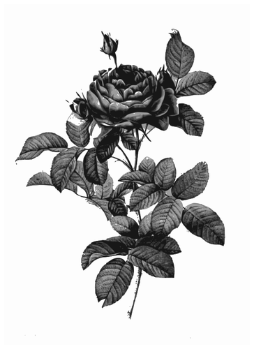 Silver-gray rose