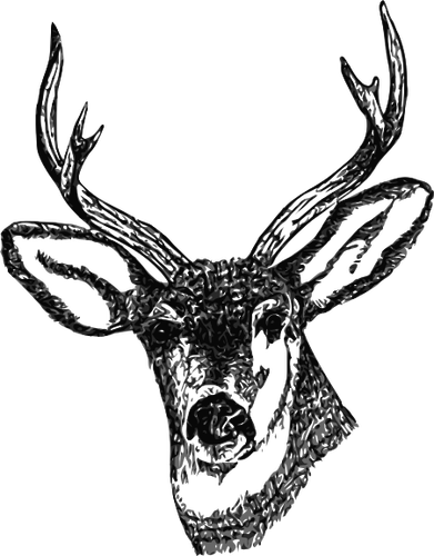 Cabeza de ciervo con los cuernos del vector imagen