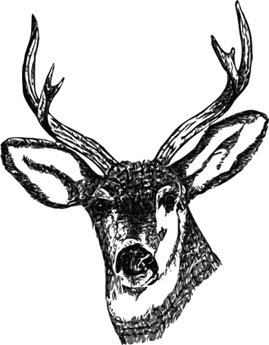 Tête de cerf aux cornes vector image