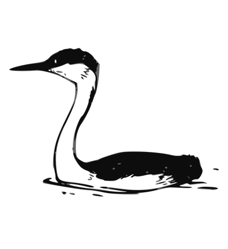 Vector Western Grebe