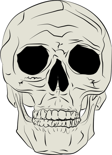 本物の人間の頭蓋骨のベクトル イラスト