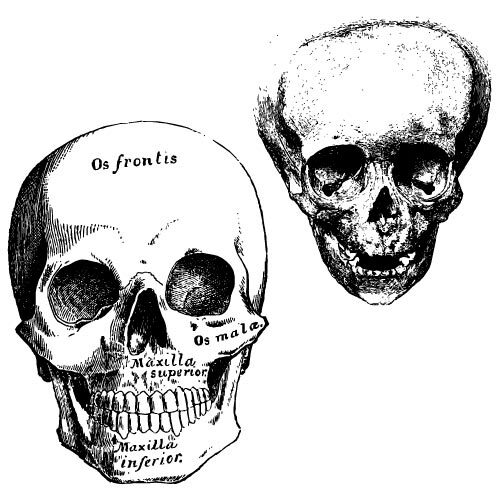 Crânes de graphiques vectoriels