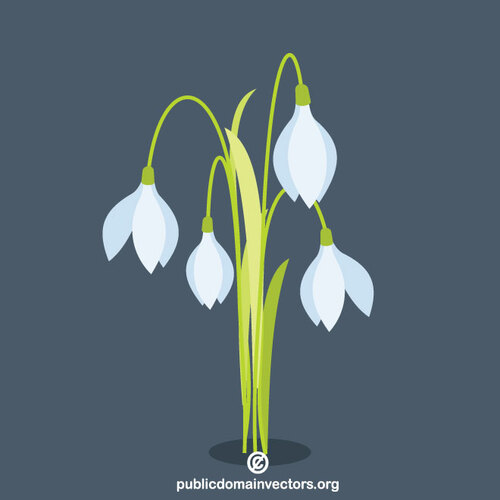 Snowdrop bloem