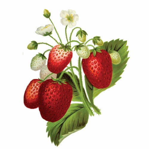 Usine de fraises