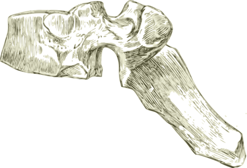 人間の背側の骨
