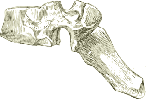 Human dorsal bone