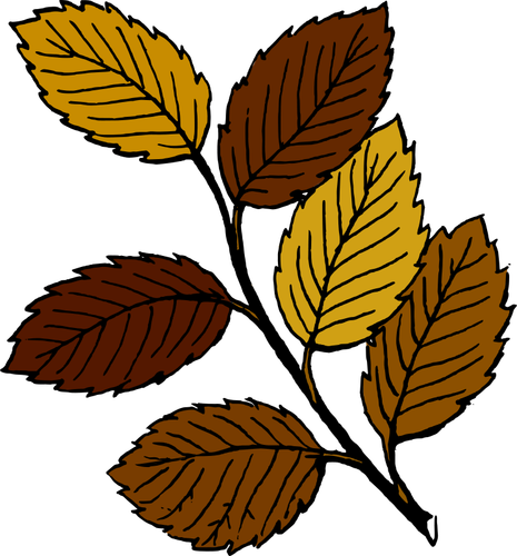 Autumn leaves on branch vector image