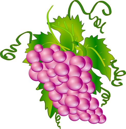 ブドウの束のベクトル画像
