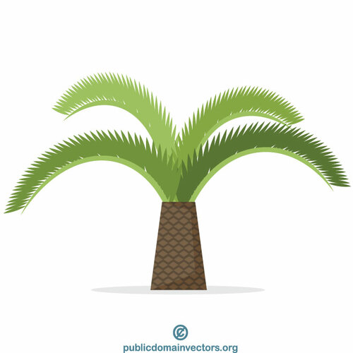 Palmera tropical