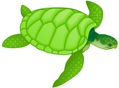 Tortue verte vector clipart