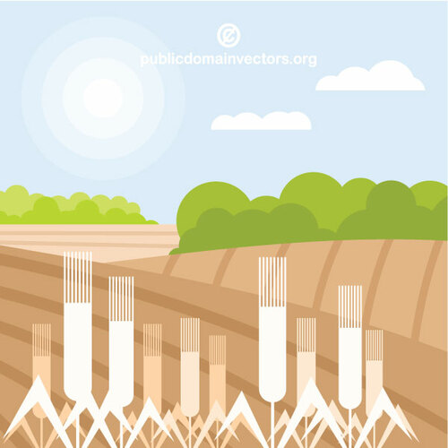 Grafika wektorowa pola pszenicy