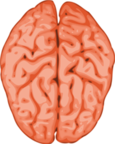 Vektorbild av en hjärna