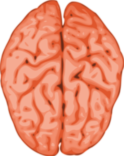 Vector image of a brain