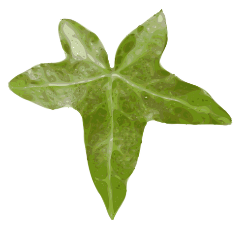 Hedera helix векторное изображение