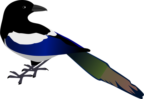 Ekster vogel vector afbeelding