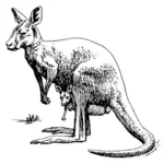 Kangoeroe tekening