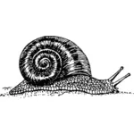 绘图的蜗牛