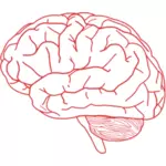 Векторное изображение сбоку человеческого мозга в розовом