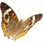 Конского каштана бабочка векторное изображение
