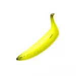 Vector illustraties van rechte gevormde banaan