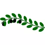 橄榄枝图像