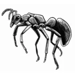 Grafika wektorowa mrówka