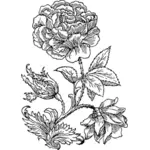 Векторная иллюстрация большой розы в черно-белом