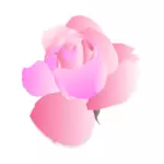 Fialové a růžové růže