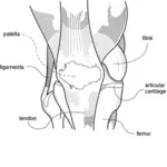 Vector de desen de diagrama de genunchi