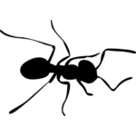 蚂蚁的轮廓矢量图像