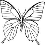 Motýl skica