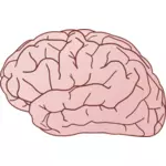मानव मस्तिष्क