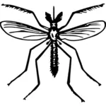 Dibujo, vector mosquito