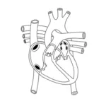Afbeelding van het menselijk hart